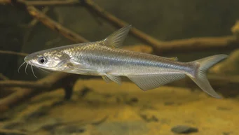 Schilbe intermedius (Srebrny sum)