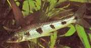 Schizodon fasciatus Fasised Schizodon