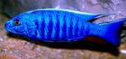 Scianochromis fryeri Elektryczny błękit