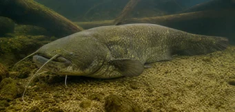 Silurus glanis Sum Glane / duży sum
