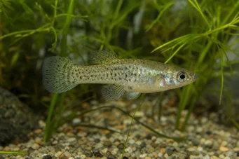 Skiffia francesae x multipunctatus (SKIFFIA FRANCANCANSES X MOLINCTATUS)