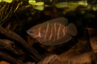 Sphaerichthys osphromenoides (Czekoladowe Gourami)