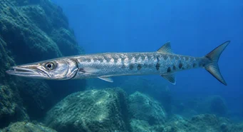 Sphyraena sphyraena (Sea Pike)