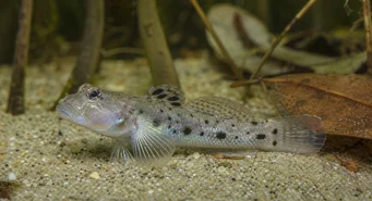 Stigmatogobius sadanundio (Zamknięty gobie)