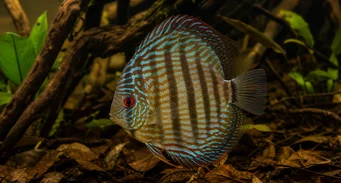Symphisodon aequifasciata (Zielony dysk)