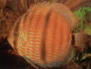 Symphysodon discus Hecke... Discus Heckel