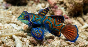 Synchiropus splendidus (Ryba mandarynkowa)