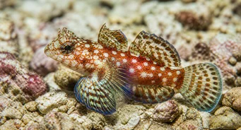 Synchiropus stellatus Gwiezdna ryba mandarynkowa