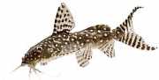 Synodontis angelicus Siewszy anioł