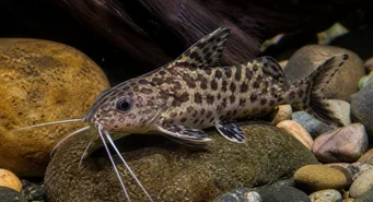 Synodontis contractus (Synodontis Skurcz)