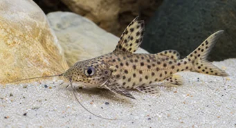 Synodontis multipunctatus Synodon cętkowany