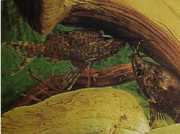 Synodontis nigriventris Czarna głowa Konga