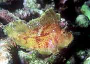 Taenianotus triacanthus Scorpion Leaf Fish