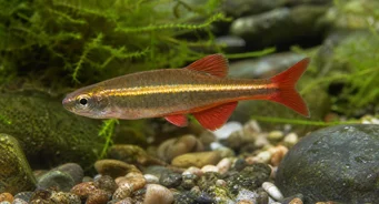 Tanichthys albonubes Biedny neon