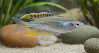 Telmatherina ladigesi Rainbow of the Famous