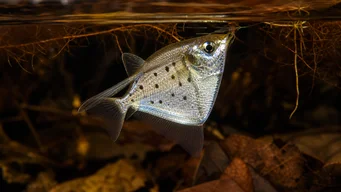 Thoracocharax stellatus Srebrna ryba hachette