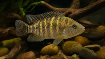 Tilapia mariae Pięć opasek tilapia