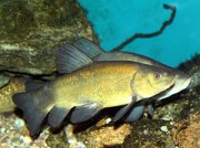 Tinca tinca Wspólny tankowca