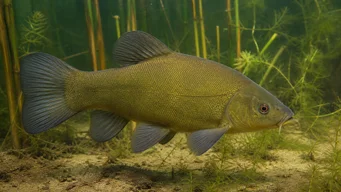 Tinca tinca Wspólny tankowca