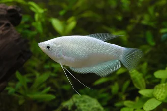 Trichogaster microlepis GOURAMI MOON