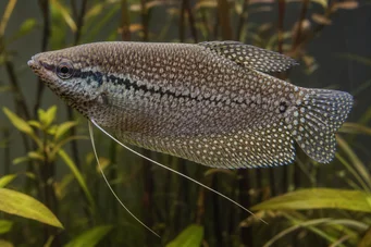 Trichogaster pectoralis Węża skóra Gourami