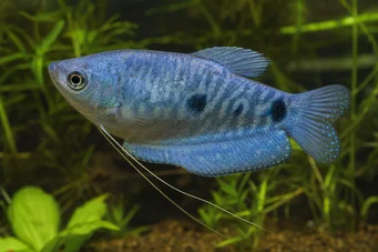 Trichogaster trichopterus sumatranus Gourami z trzema złotymi miejscami