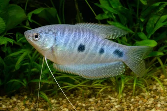 Trichogaster trichopterus Trzy miejsca, niebieskie Gourami