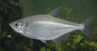 Triportheus albus Tetra-twórca z żółtymi płetwami