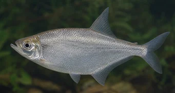 Triportheus angulatus Interpunkcyjny