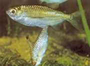 Triportheus pictus Srebrny tetra-slash