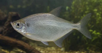 Triportheus rotundatus Okrągła kusza Tetra