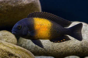 Tropheus moorii ilangi Tropheus moorii Ilangi