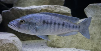 Tyrannochromis macrostoma Macrostoma tyrannochromis
