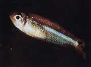 Tyttocharax atopodus Wąsy tetra