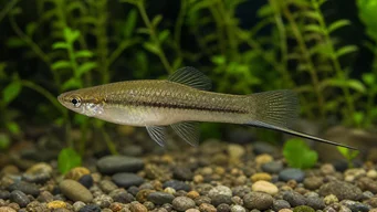 Xiphophorus neuzalanahotl (Pętped Miecz)