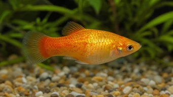 Xiphorus maculatus (Xipho Green lub Xipho Wild)