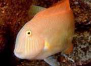 Xyrichthys novacula Perła