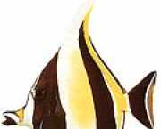 Zanclus canescens PLICER