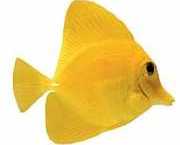 Zebrasoma flavescens Żółty chirurg