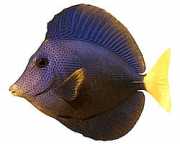 Zebrasoma xanthurum Acanthure żółty