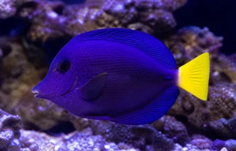 Zebrasoma xanthurum Acanthure żółty