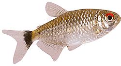 Moenkhausia oligolepis (Moenkhausia z czerwonymi oczami)