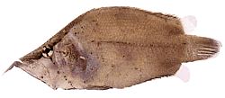 Monocirrhus polyacanthus (Strażak)
