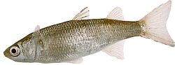 Mugil labrosus (Muły z dużymi ustami)