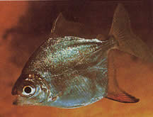 Myleus rubripinnis rubripinnis (Metynnis z czerwonym hakiem)