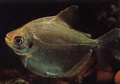 Mylossoma aureum (Pompano, złote pacou)