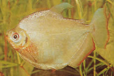 Mylossoma duriventre (Pacou-Meule, srebrny myleus)