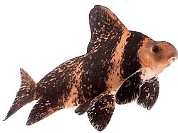 Myxocyprinus asiaticus sinensis (Myxocyprinus aSiaicus sinensis)