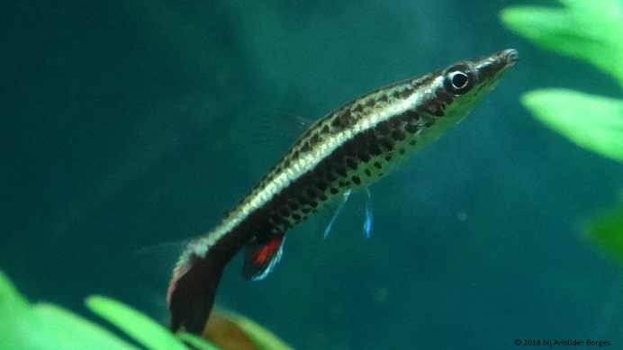 Nannobrycon eques (Ołówek)