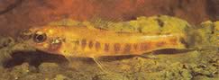 Nannocharax macropterus Afrykańska tetra-flechete z dużymi płetwami